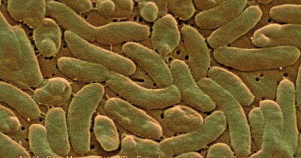 美国发布紧急健康警告，食肉细菌导致8人死亡